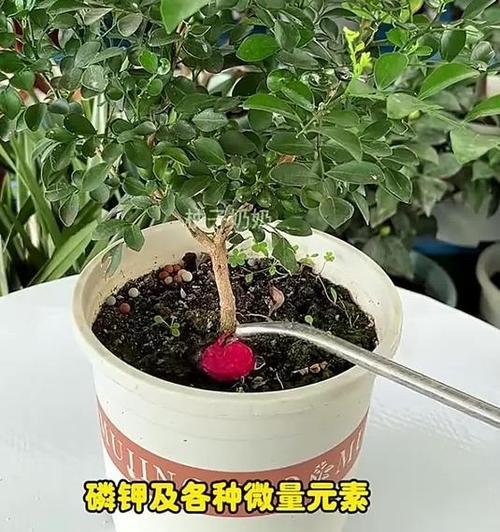 君子兰不开花怎么办？