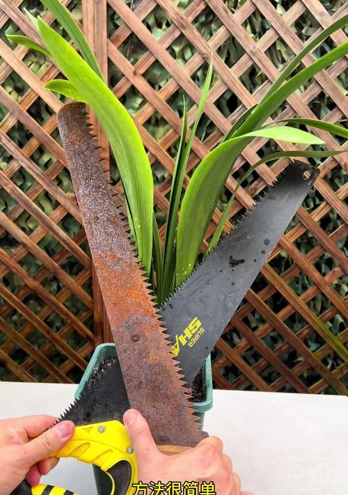 君子兰不开花怎么办？