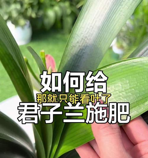 君子兰不开花怎么办？
