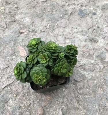 牡丹花扦插成多头的方法和技巧是什么？