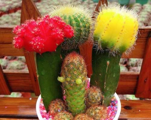 仙人球适合和哪些植物搭配？如何促进开花？