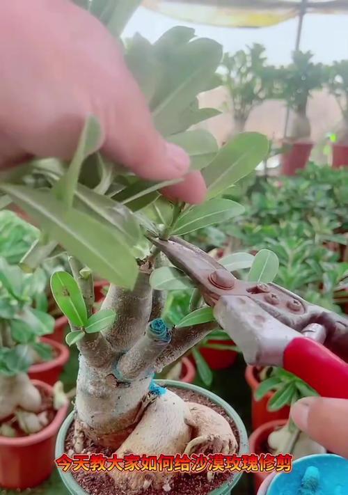 沙漠玫瑰花修剪步骤图解和注意事项是什么？