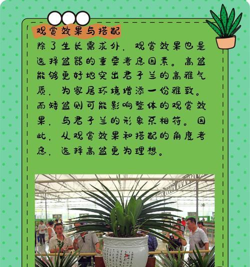 君子兰属于园艺植物吗？原因是什么？