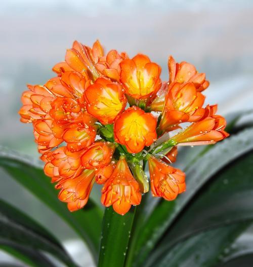 君子兰属于园艺植物吗？原因是什么？