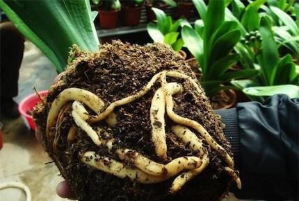 君子兰使用水苔施肥的方法是什么？效果如何？