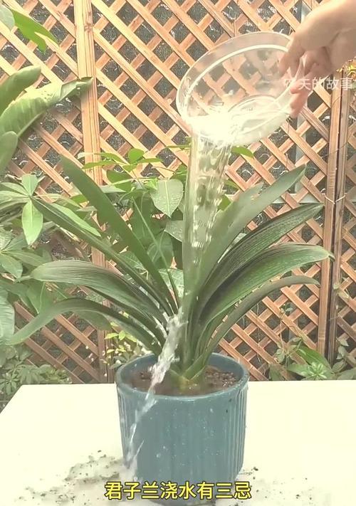 君子兰使用水苔施肥的方法是什么？效果如何？