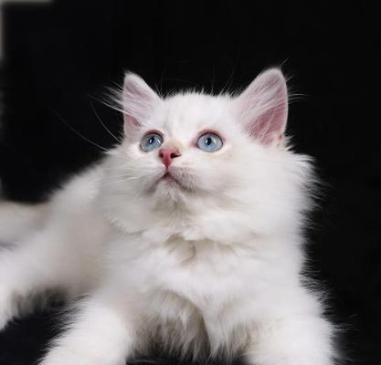 抱玫瑰花的猫咪是什么品种？这种猫咪的养护要点有哪些？