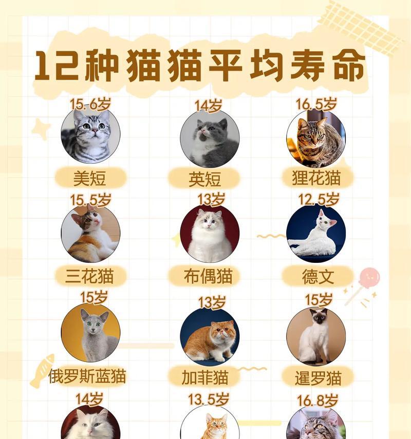 抱玫瑰花的猫咪是什么品种？这种猫咪的养护要点有哪些？