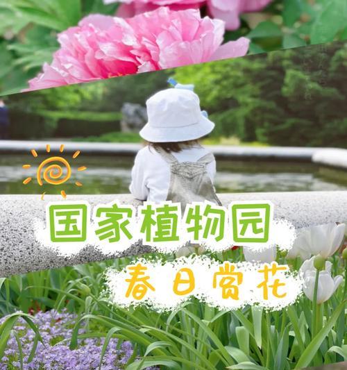 牡丹花兰绣球的养护和管理方法是什么？