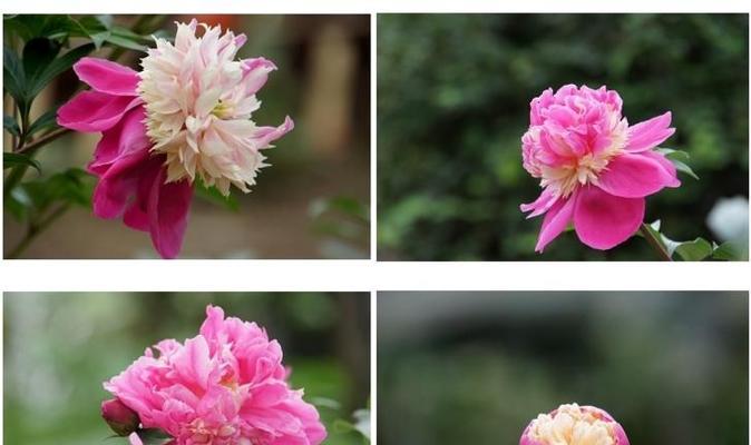 牡丹花兰绣球的养护和管理方法是什么？