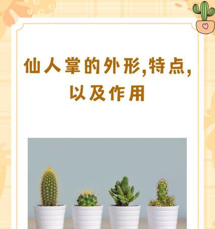 如何正确配制仙人掌的土壤和肥料？