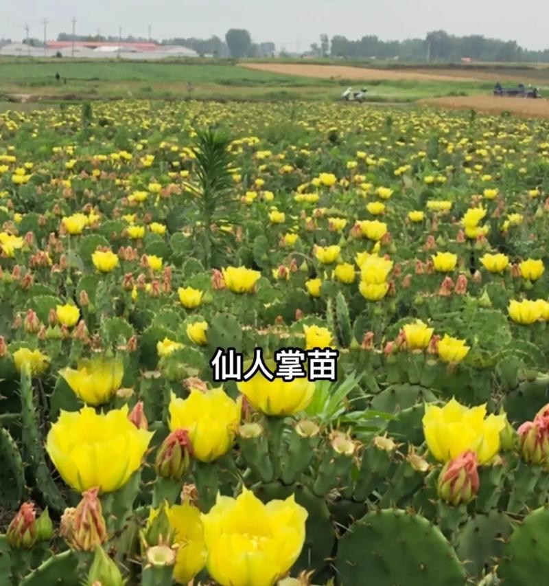 龙王仙人掌的种植方法有哪些？