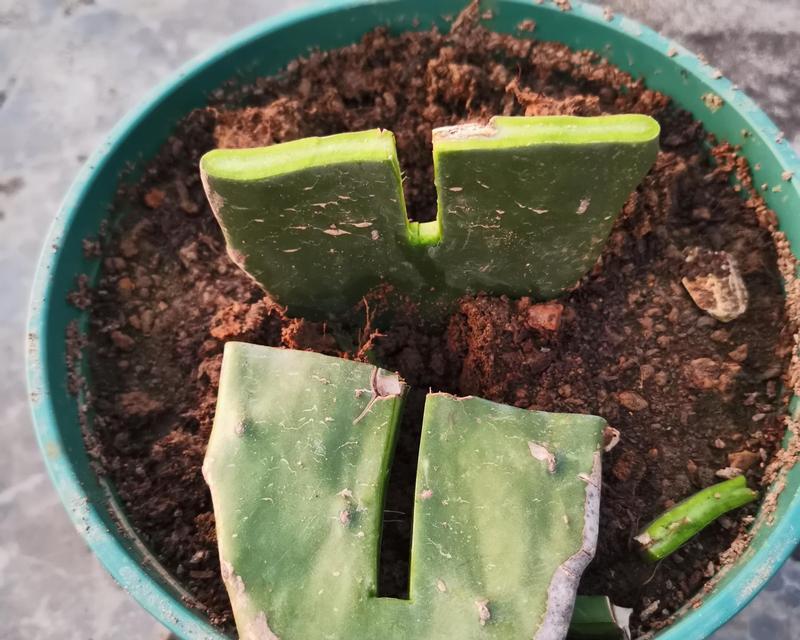 龙王仙人掌的种植方法有哪些？