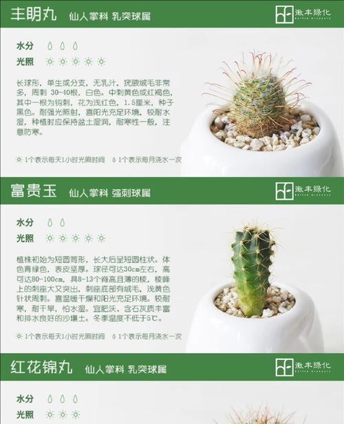 仙人掌简单养护方法及如何保持美观？