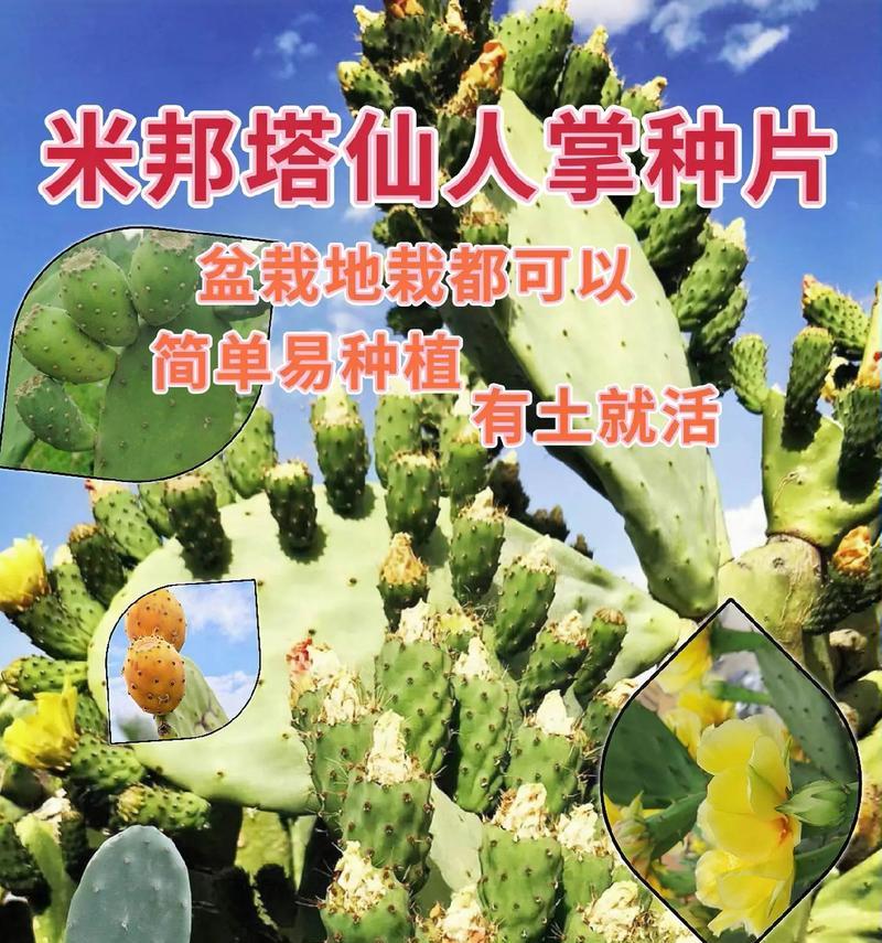 仙人掌室外浇水方法是什么？多久浇一次合适？