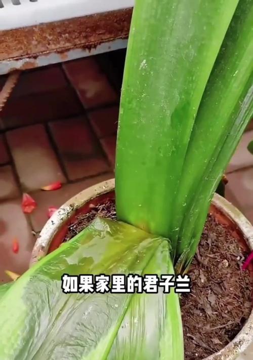 君子兰的栽培技巧有哪些？