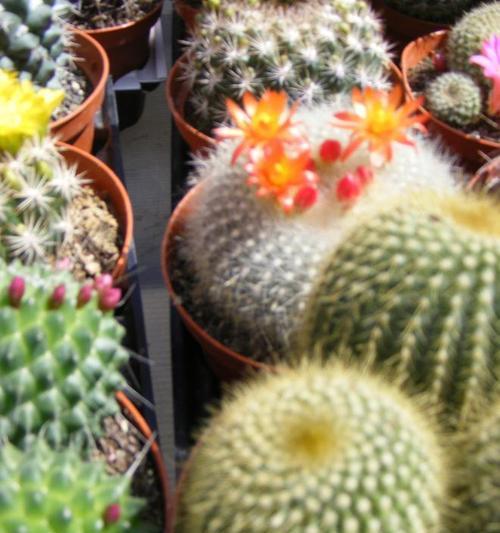 仙人球开花旺季如何正确浇水？