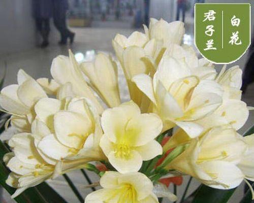 精品大苗君子兰如何养护？有哪些注意事项？