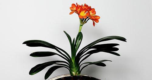 君子兰小叶子种植方法及养护技巧是什么？