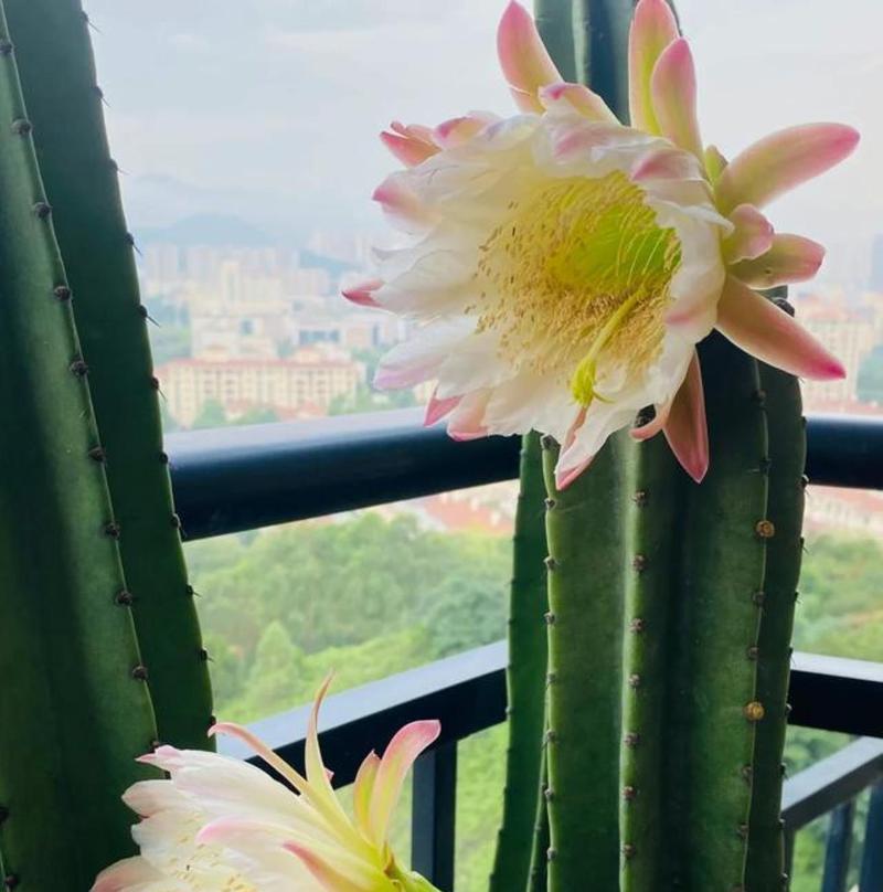仙人球白玫瑰的养护方法是什么？