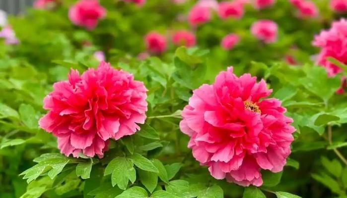 牡丹花夏天如何养护？有哪些注意事项？
