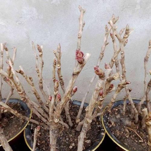 牡丹花夏天如何养护？有哪些注意事项？