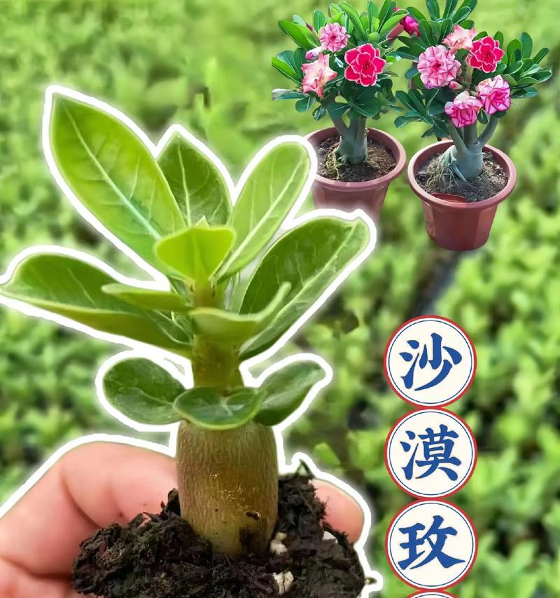 玫瑰花移栽后如何养护？
