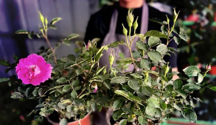 玫瑰花移栽后如何养护？