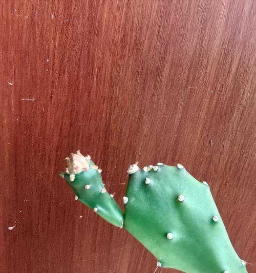 仙人掌开花稀奇吗？仙人掌开花的条件是什么？