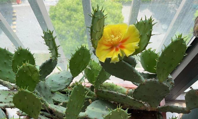 仙人掌开花稀奇吗？仙人掌开花的条件是什么？