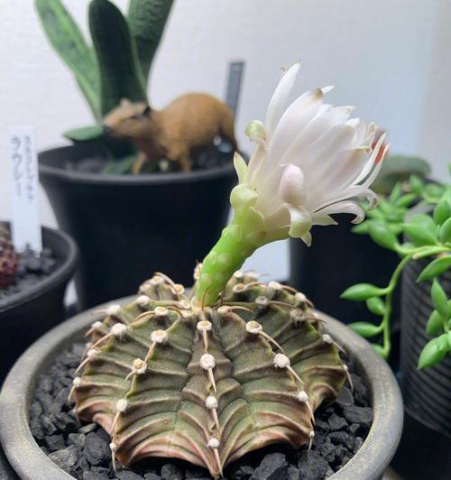 仙人掌开花稀奇吗？仙人掌开花的条件是什么？