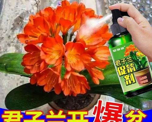 君子兰如何养护以延长花期？