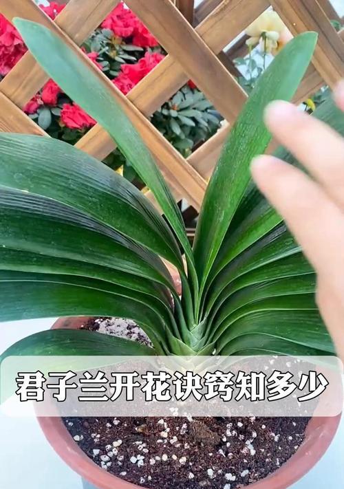 君子兰如何养护以延长花期？