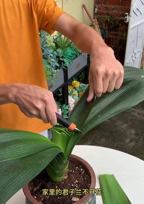 君子兰花苞处理方法有哪些？
