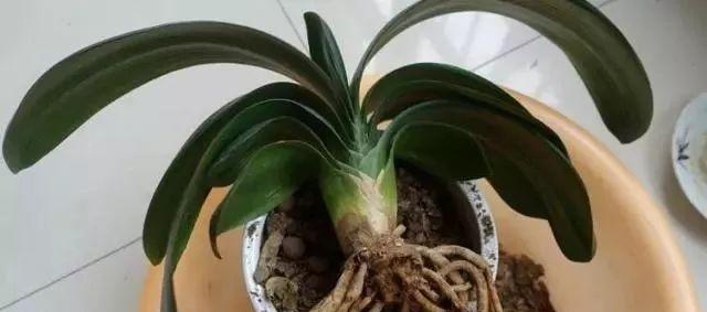 宽叶白色君子兰的养护难度大吗？正确的养护方法是什么？