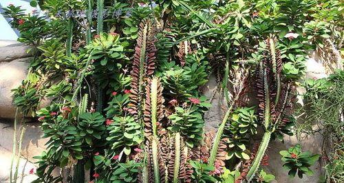 仙人掌双层花瓣的钩织方法是什么？需要哪些材料？