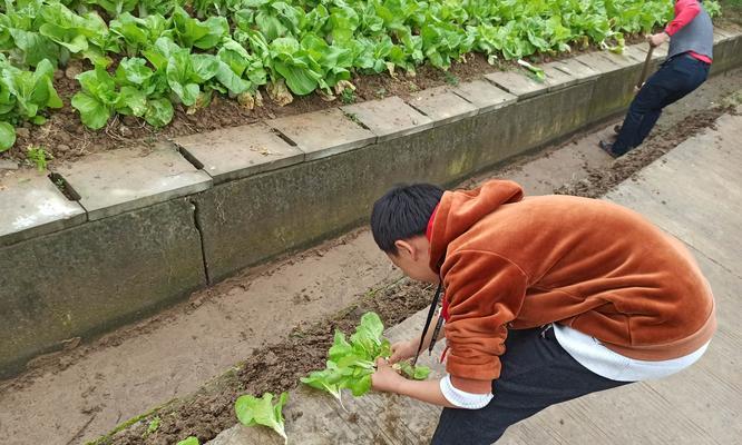 小白菜牡丹花的养殖技巧是什么？