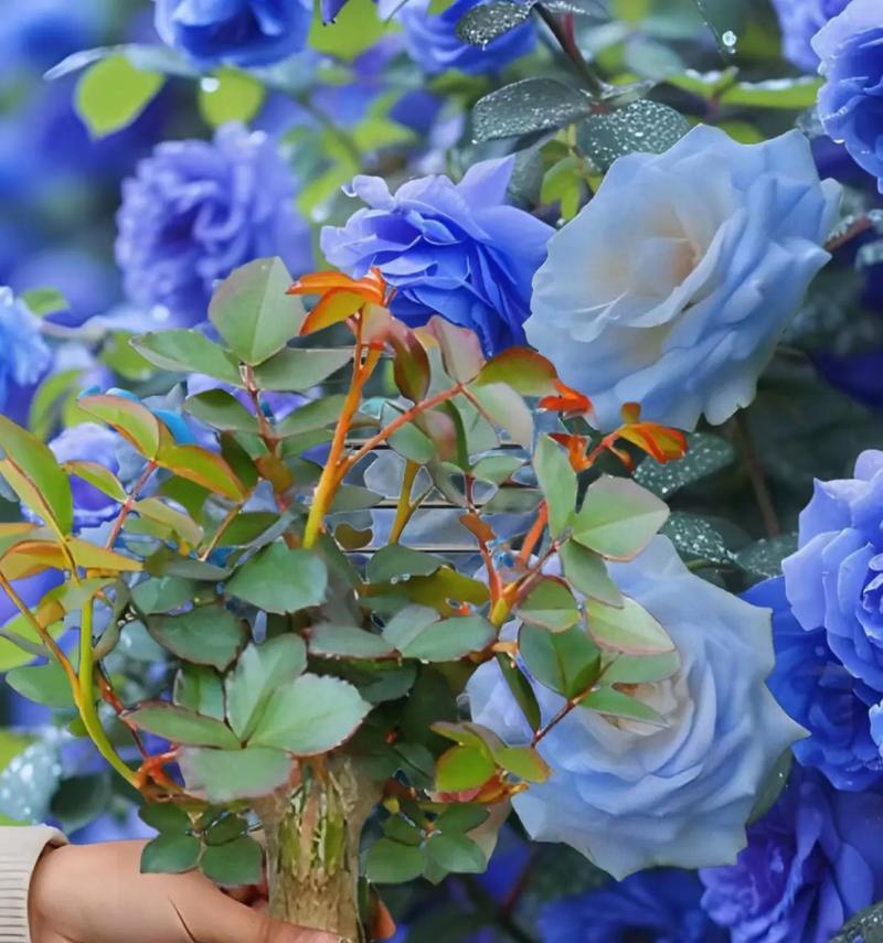 如何种植出美观的玫瑰花？有哪些关键养护要点？