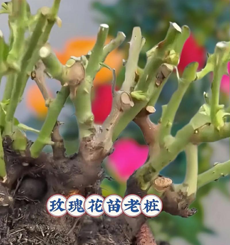 如何种植出美观的玫瑰花？有哪些关键养护要点？
