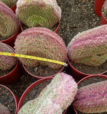 红太阳仙人球开完花后应该怎么办？后续养护需要注意什么？