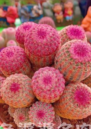 红太阳仙人球开完花后应该怎么办？后续养护需要注意什么？