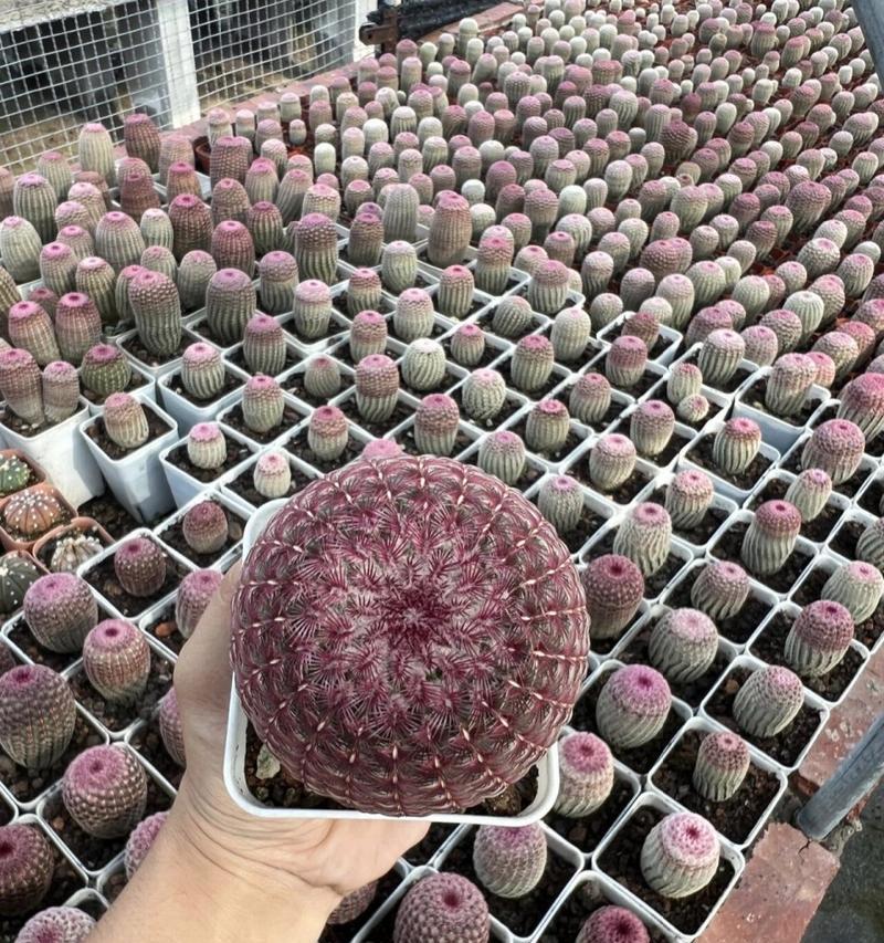 红太阳仙人球开完花后应该怎么办？后续养护需要注意什么？