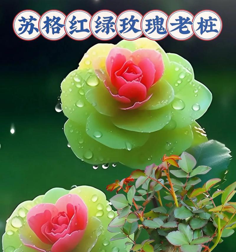 超级多花瓣的玫瑰花叫什么名字？特点是什么？