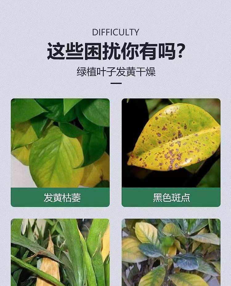 君子兰叶子发黄的原因有哪些？