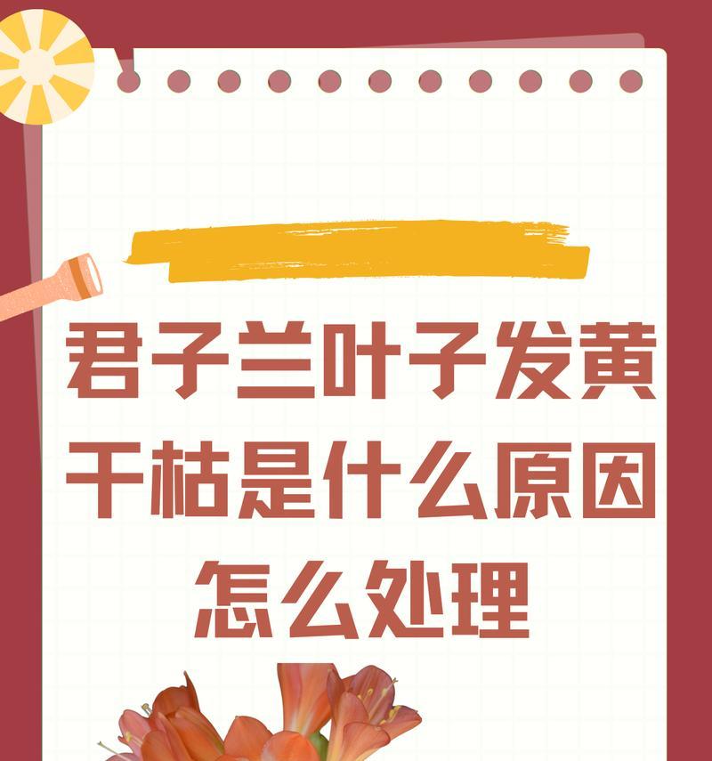 君子兰叶子发黄的原因有哪些？