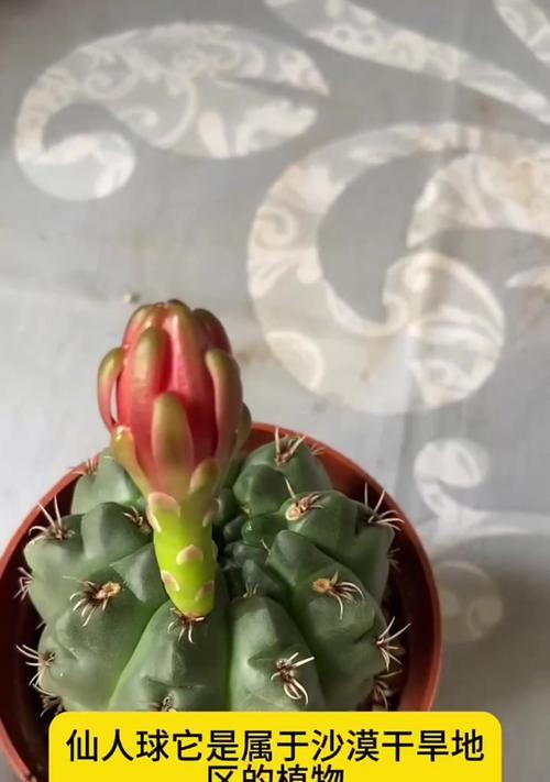 仙人球为什么会开花？开花的条件是什么？
