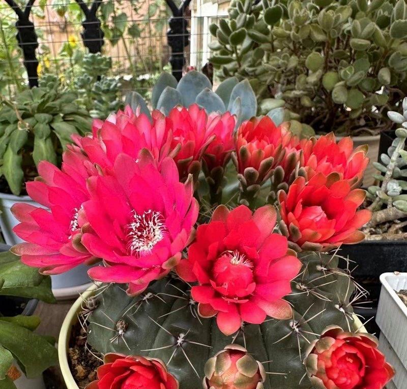 仙人球为什么会开花？开花的条件是什么？