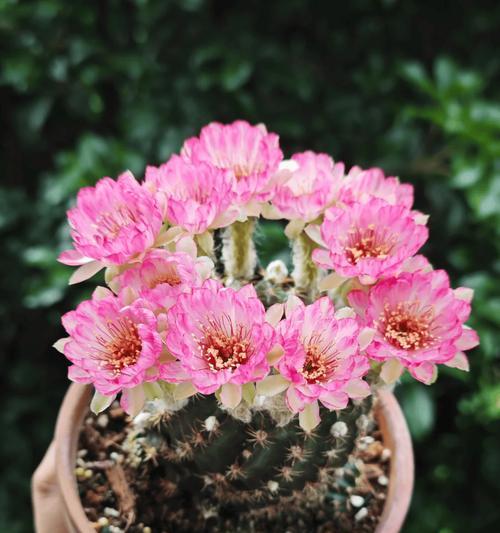 仙人球为什么会开花？开花的条件是什么？