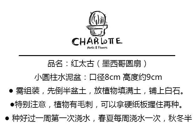 水泥柱仙人掌的养护技巧是什么？如何确保其健康成长？