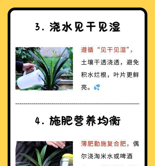君子兰只长芽不开花的可能原因是什么？